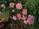 DSC03055.JPG