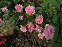 DSC03055.webp