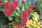 Garten im Herbst 1.jpg