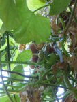 P1110278Black Cherry.JPG