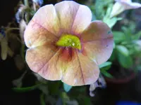 P1110283Minipetunie.webp