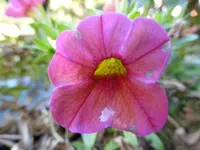 P1110284Minipetunie.webp