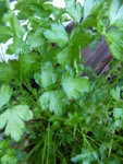 P1110288Petersilie.JPG