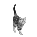 cat_white.gif