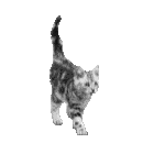 cat_white_complete.gif