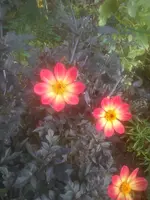 DSC05248.webp
