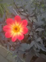 DSC05250.webp