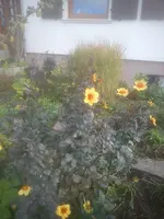 DSC05249.webp