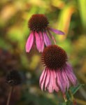 Echinaccae rosa_withering_still life_800.JPG