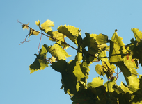 Weinlaub_im Sonnenlicht_upwards_900.webp