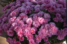 Zwerg-Chrysantheme_mauve_full bloom_900.webp