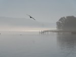 Pepino_Nebel.JPG