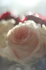 0M3A2699.webp