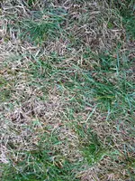 IMAG0492.webp