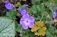 Garten im November 1.webp