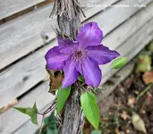 Garten im November 2.webp