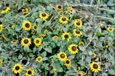 Garten im November 3.jpg