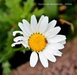 Garten im November 4.webp