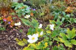 Garten im November 5.jpg