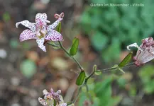 Garten im November 6.webp