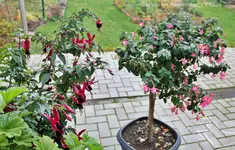 Garten im November 7.webp
