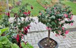 Garten im November 7.jpg