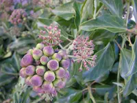 06_11_2018 (3).webp