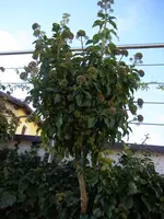 06_11_2018 (8).webp