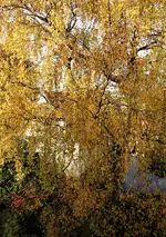 2018hrbst19 - Kopie.jpg
