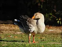 c028.webp