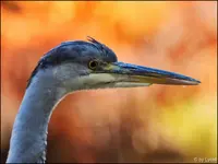 c030.webp