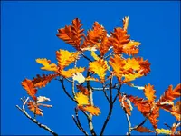 c033.webp