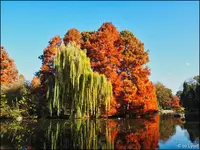c036.webp