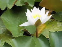 DSCI0399.webp