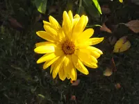 ringelblume.webp