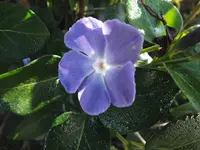 vinca minor.webp