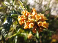 gelber flieder.webp