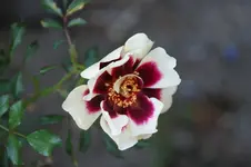 DSC07136.webp