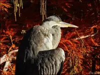 c039.webp