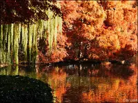 c040.webp