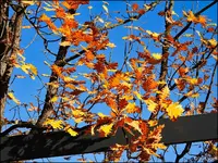 c041.webp