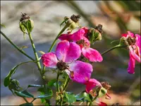 c043.webp