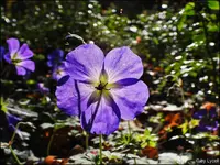 c045.webp
