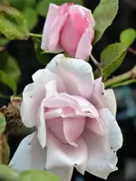 image008.webp