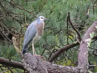 IMG_4736.JPG