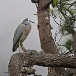 IMG_4729.JPG