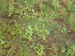 DSCN1478.JPG