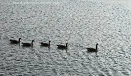 Wildgänse schwimmen in einer Linie.webp