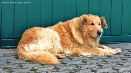 Mein Freund Sam a.jpg