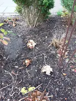 20181110_115344.webp